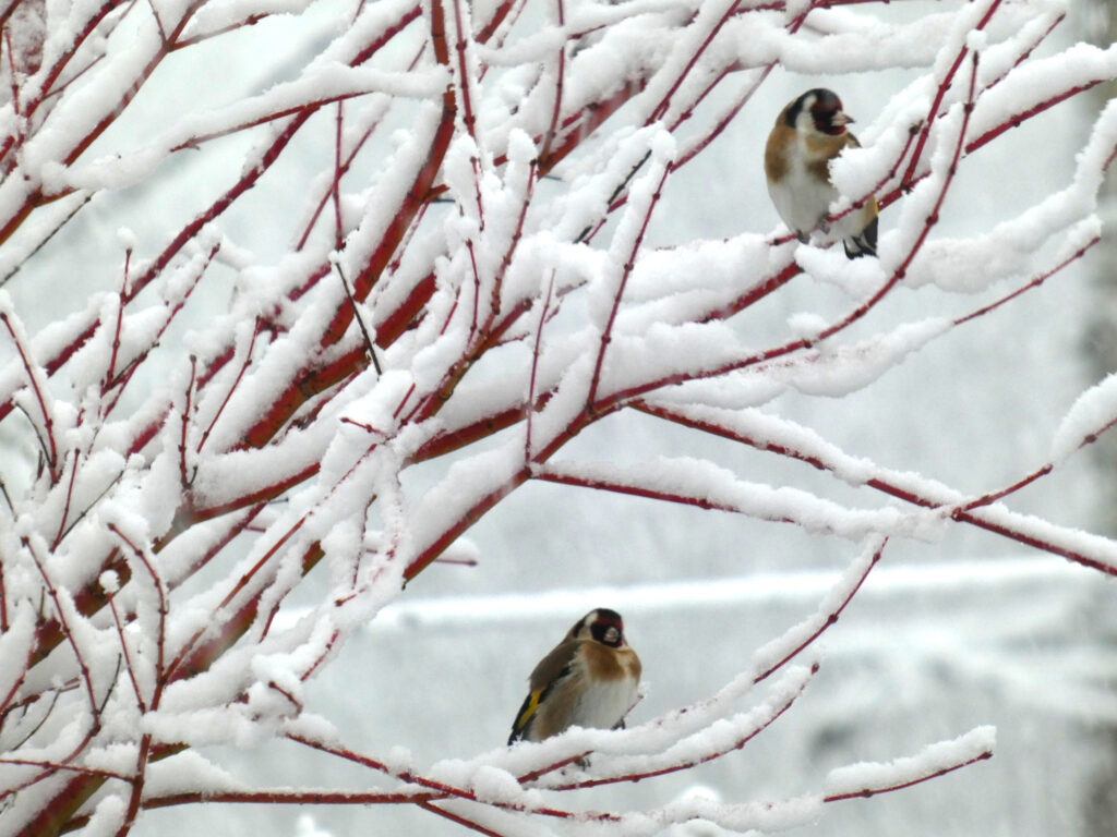 Chardonneret élégants