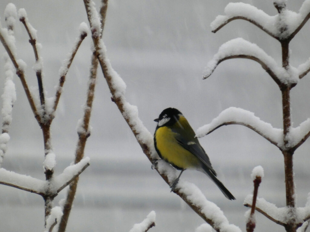 Mésange charbonnière