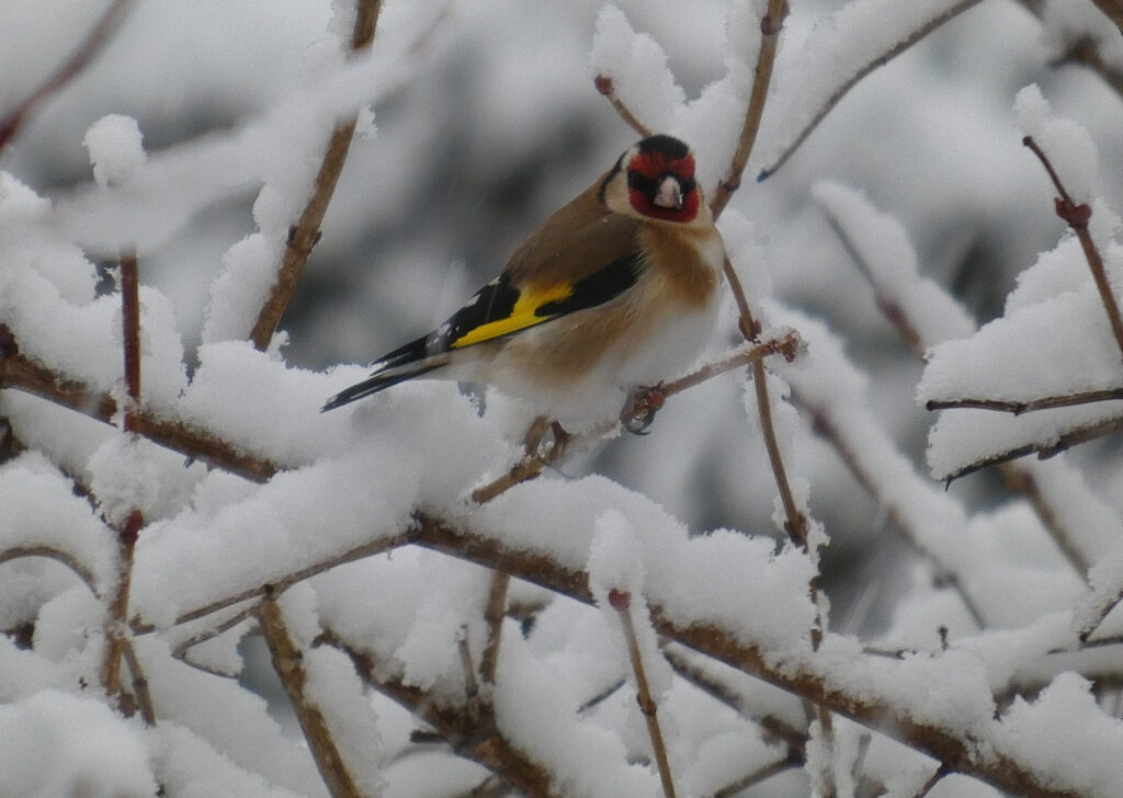 Chardonneret élégant